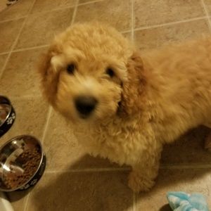 Meet your Posher, Randi